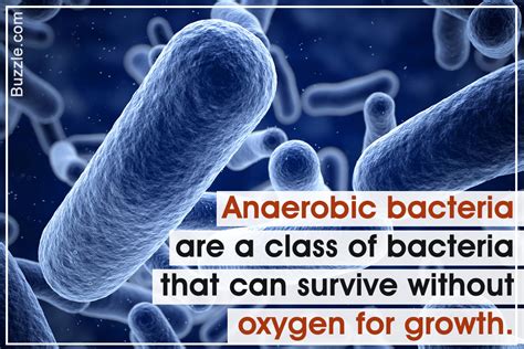 Classification Of Anaerobic Bacteria