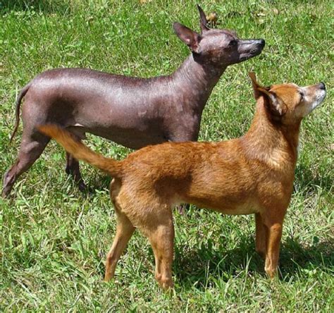 Musings of a Biologist and Dog Lover: Unusual Breed: Xoloitzcuintle
