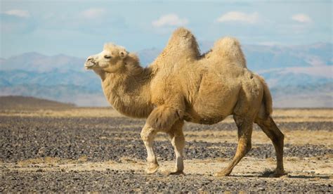 Pin on Animals - Llama, Camels, Alpaca