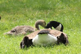 Canada goose, Branta canadensis, Kanadagås | Canada goose, B… | Flickr