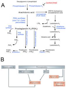 Beyond DNA binding – a review of the potential mechanisms mediating quinacrine's therapeutic ...