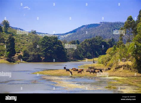 India tamil nadu udhagamandalam ooty hi-res stock photography and images - Alamy