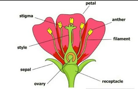 [DIAGRAM] Carnation Floral Diagram - MYDIAGRAM.ONLINE