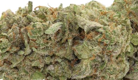 Cookies Kush Strain Information and Review