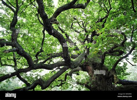 Oak trees of Sherwood Forest, both young and very old Stock Photo - Alamy