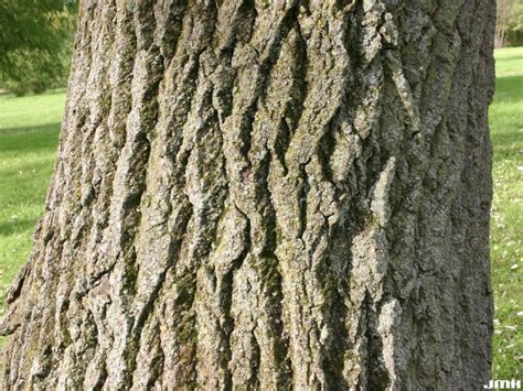 White poplar (Not recommended) | The Morton Arboretum