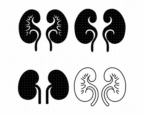 Kidney Svg Transplant Clipart Disease Png Kidney Dxf Logo - Etsy Denmark