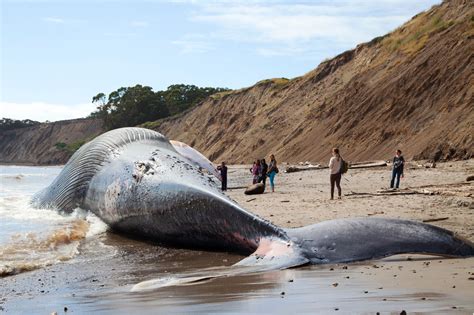 79-foot blue whale hit by ship washes up dead on Northern California beach – East Bay Times