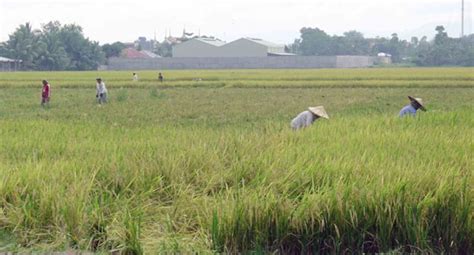 Prices Of Palay Reduced To ₱14 Per Kg, NFA Introduces New Progam