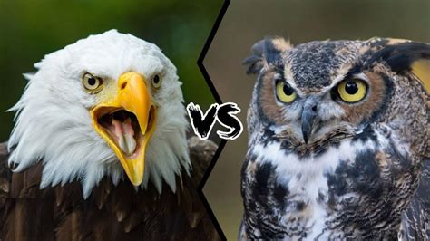 🔥Owl VS Eagle.🦉VS 🦅#shorts #wildlife #vs #animals - YouTube