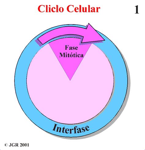 Ciclo Celular