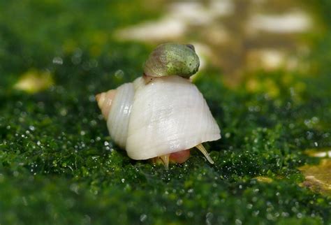 ISTA | The Snail or the Egg?