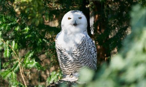 Snowy owl in the forest stock photo. Image of forest - 142843920