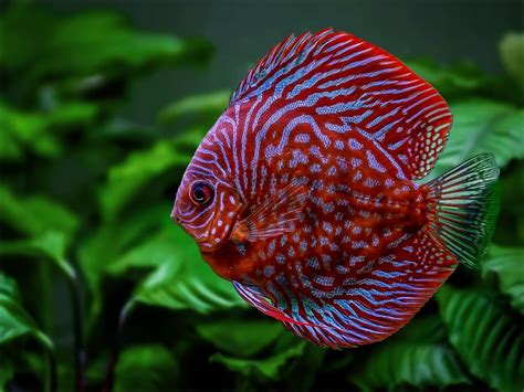 Tips for Breeding Discus Fish | RateMyFishTank.com