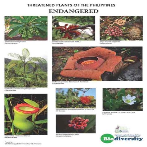 Endangered Plants In The Philippines - The Philippines Today