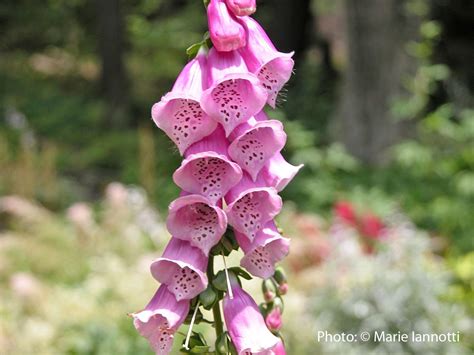 What Is a Biennial Flower or Plant? Garden And Yard, Diy Garden, Garden Ideas, Foxglove Plant, 6 ...