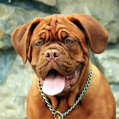 Dogue de Bordeaux Pedigree Database