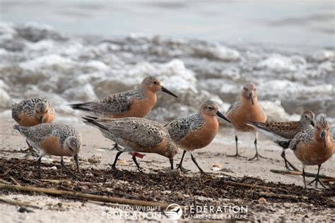 Bonne Journée Internationale des oiseaux migrateurs – Votre lien avec la faune