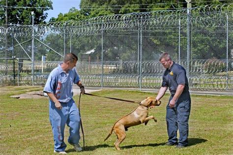 Dixon Correctional's 'Pen Pals' program rehabilitates pets... and ...