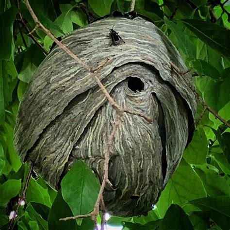 Bald Faced Hornet Nest • 𝐒𝐎𝐍𝐉𝐀 𝐊𝐈𝐍𝐆