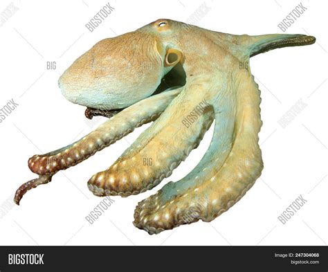 Live Octopus Isolated Image & Photo (Free Trial) | Bigstock