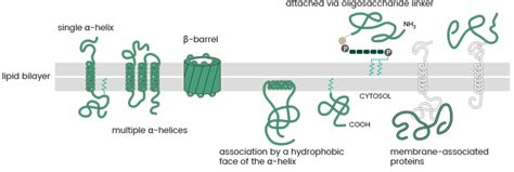 Transmembrane Proteins In Cell Membrane