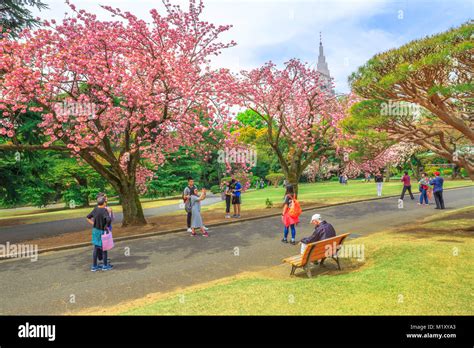 Shinjuku Gyoen with cherry blossom Stock Photo - Alamy