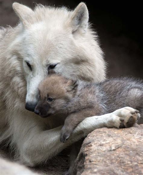 17 Best images about WOLF on Pinterest | Timber wolf, Gray wolf and Wild animals