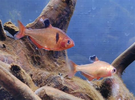 Serpae tetra: Complete Care Guide - Setup Fish Tank