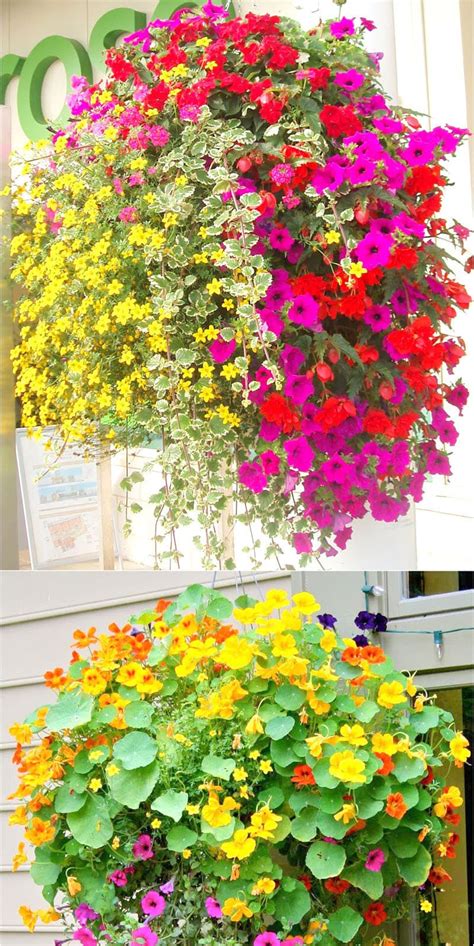 Best Easiest Hanging Basket Flowers To Take Care Of Aldi Garden Baskets ...