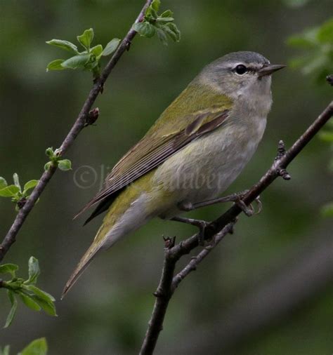 Tennessee Warbler - Window to Wildlife - Photography by Jim Edlhuber