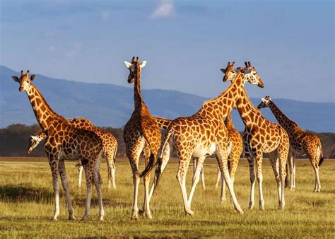 Guide to Giraffe Species: How Many Types of Giraffes Are There ...