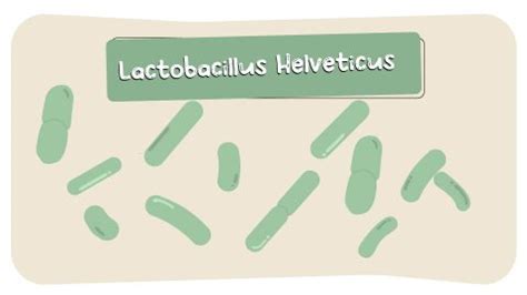 6 Lactobacillus Helveticus Health Benefits: Psychological, Sleep And Skin - Probiotic Review Girl