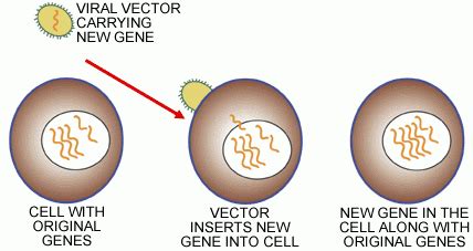 Viral Vectors - CLONING VECTORS