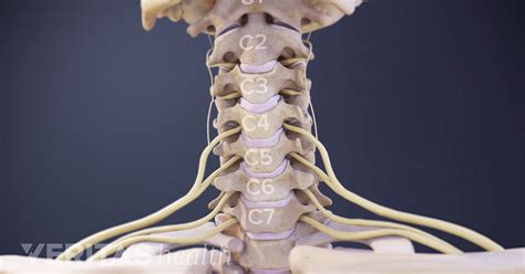 Cervical Nerve Anatomy Animation