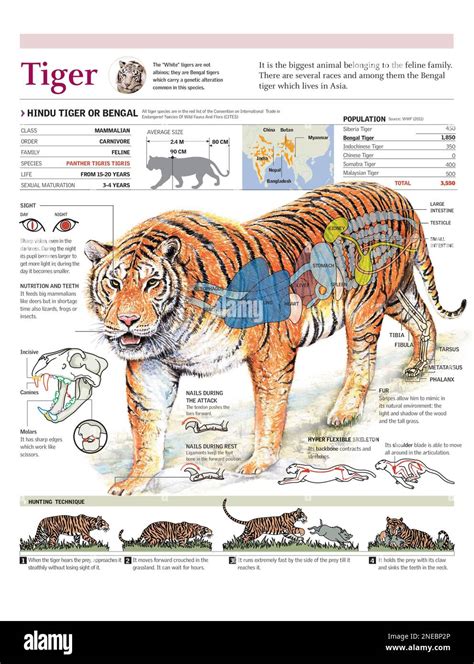 Asian bengal tiger panthera tigris tigris Cut Out Stock Images & Pictures - Alamy