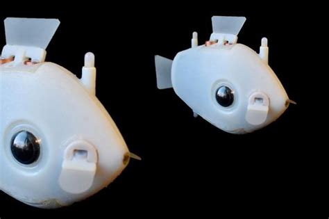 Scientists Create ‘Bluebot’, Underwater Robots That Swim Like Schools of Fish | Technology News