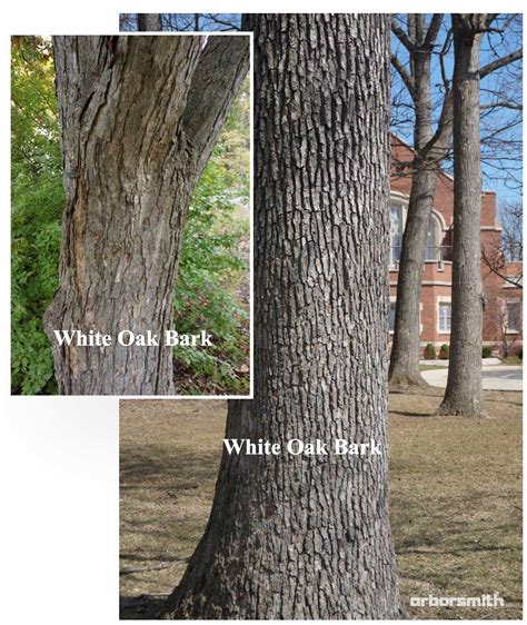 Getting to Know Your Trees - White Oak — Arborsmith, Ltd.® crafstman in the care of trees