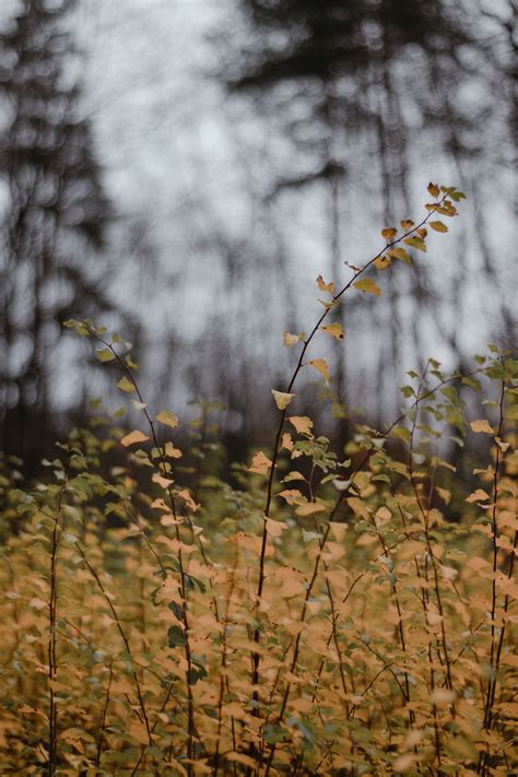 Dead Plants Pictures | Download Free Images on Unsplash