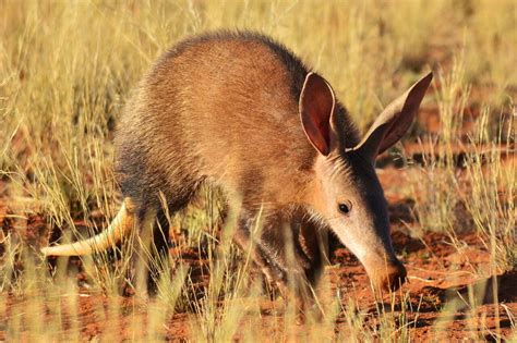 Aardvark Symbolism - Spirit Animal Totems