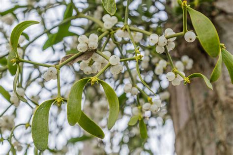 Mistletoe: From Parasitic Plants to Holiday Decorations