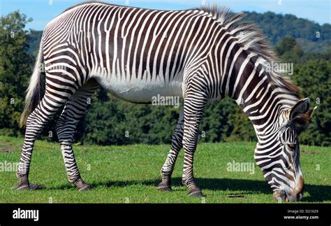 Four Legged Animals High Resolution Stock Photography and Images - Alamy