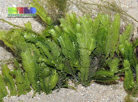 Caulerpa taxifolia | More about this seaweed on the wildfact… | Flickr