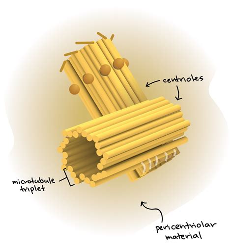 ️ Centrosome structure and function. What Is the Function of a Centriole?. 2019-01-06