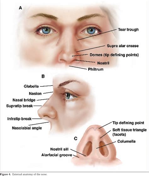 Figure 4 from Surgical treatment of nasal obstruction in rhinoplasty. - Semantic Scholar