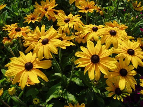 Rudbeckia 'Indian Summer' | Flowers, Drought tolerant plants, Xeriscape