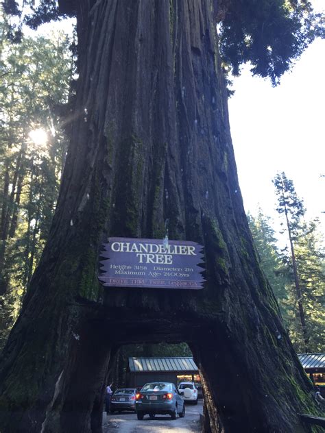 Chandelier Tree A Clark Griswold Must See In California's Redwoods Parks