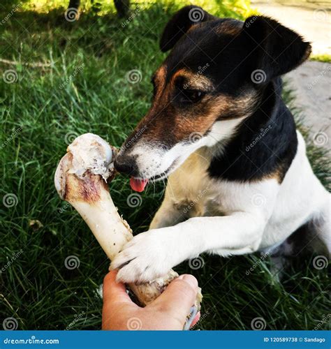 Dog chewing on huge bone stock photo. Image of destroy - 120589738