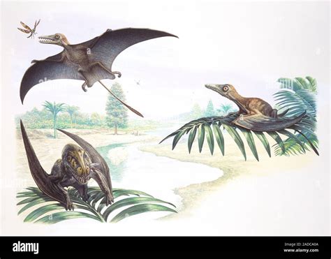 Sordes and Batrachognathus pterosaurs perched on trees and catching an insect, illustration. At ...