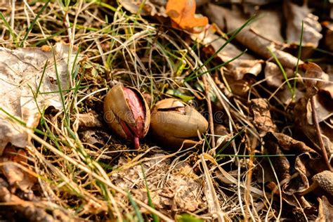 Acorn Seedling Stock Photos - Download 480 Royalty Free Photos